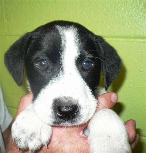 NOTE: All pre-<b>adoption</b> questionnaires are subject to approval. . Franklin county humane society dogs for adoption